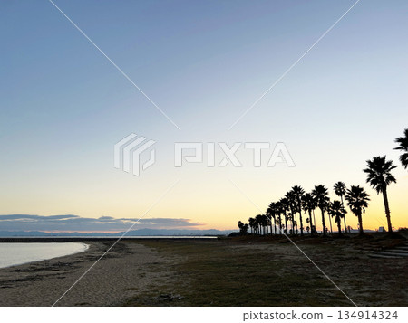 棕櫚樹和海洋 棕櫚樹和海洋 134914324