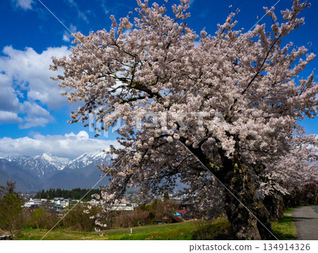 Cherry blossoms in full bloom, Hanami, Nagano Prefecture Cherry blossoms in full bloom, Hanami, Nagano Prefecture 134914326