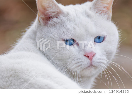 一隻藍眼睛白貓的臉部特寫 134914355
