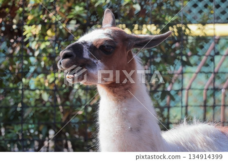Llama Llama 134914399
