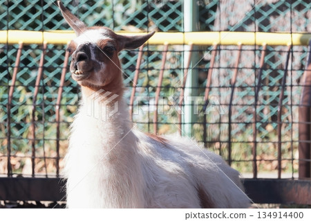 Llama Llama 134914400