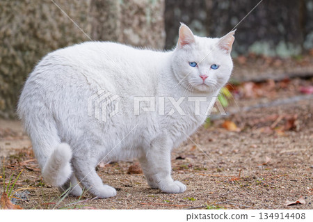 A slightly plump white cat 134914408