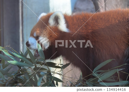 Lesser panda Lesser panda 134914416