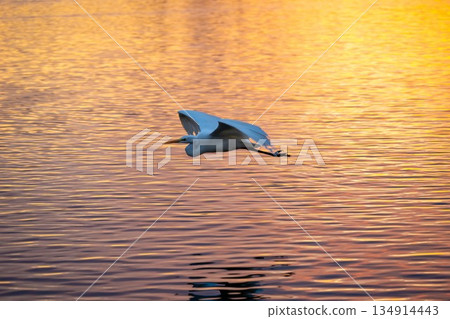 A sparkling winter morning on the lake A sparkling winter morning on the lake 134914443