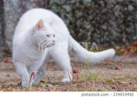 白貓簡介 134914492