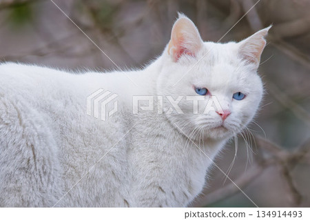 Blue-eyed white cat Blue-eyed white cat 134914493