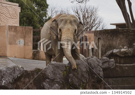 elephant elephant 134914502