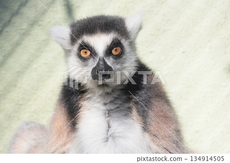 Wolverine lemur Wolverine lemur 134914505