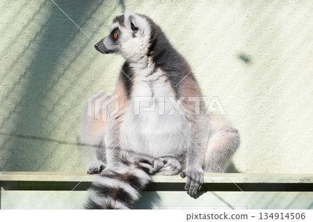Wolverine lemur Wolverine lemur 134914506