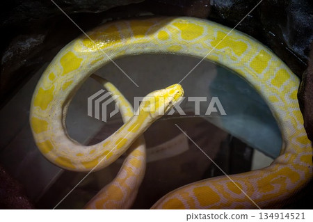 A snake A snake 134914521