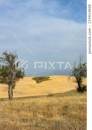 Landscape of golden wheat field, agricultural beauty and rural serenity Landscape of golden wheat field, agricultural beauty and rural serenity 134914606