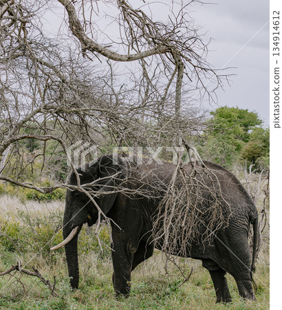 African elephant walking through dry bushes in a natural savanna environment 134914612