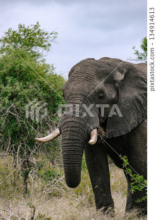 African elephant with large tusks walking through savanna. Wildlife safari African elephant with large tusks walking through savanna. Wildlife safari 134914613