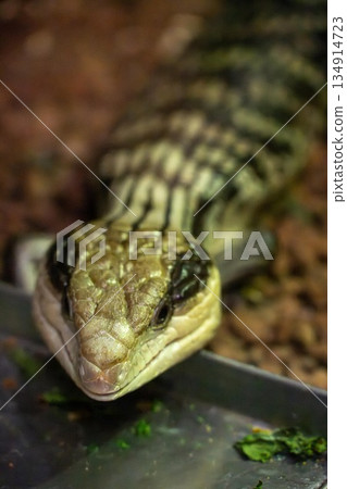 reptiles reptiles 134914723