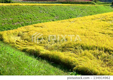 Akinomiyamori rice terrace area 134914962