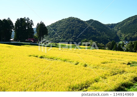 秋宮森梯田 秋宮森梯田 134914969