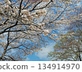 春天和櫻花藍天在盛開 134914970