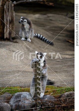 一隻猴子 134914985