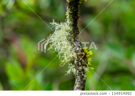 Green moss and blue lichen grow on the branch in rainforest. 134914992