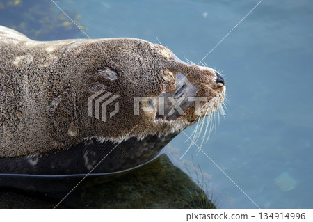 Fluffy brown baby seal is laying on the rock in the sea. Fluffy brown baby seal is laying on the rock in the sea. 134914996