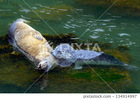 Harbor seal feeding a pup on the rock at the sea shore. Harbor seal feeding a pup on the rock at the sea shore. 134914997