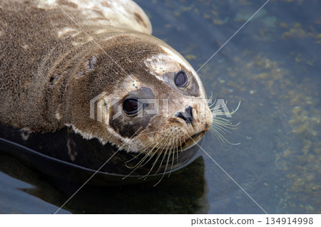 Fluffy brown baby seal is laying on the rock in the sea. Fluffy brown baby seal is laying on the rock in the sea. 134914998