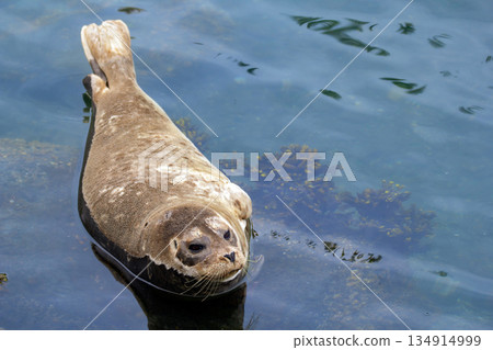 Fluffy brown baby seal is laying on the rock in the sea. Fluffy brown baby seal is laying on the rock in the sea. 134914999