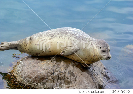Harbour seal is laying on the rock at the sea shore. Harbour seal is laying on the rock at the sea shore. 134915000