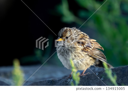 Immature Chipping sparrow sitting on a log in the summer park. Immature Chipping sparrow sitting on a log in the summer park. 134915005