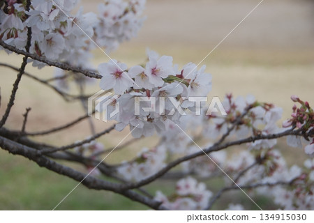 Softly blooming cherry blossoms Softly blooming cherry blossoms 134915030