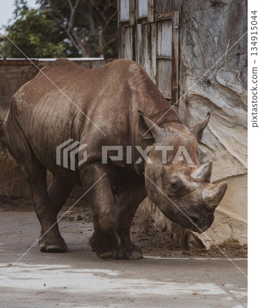 Rhino Rhino 134915044