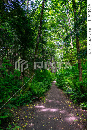 Trail for hiking in the dense green foliage of the rainforest with ferns. Trail for hiking in the dense green foliage of the rainforest with ferns. 134915049