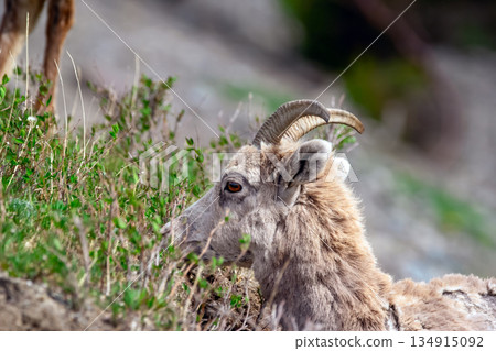 Young Bighorn sheep is eating green leaves in spring. Young Bighorn sheep is eating green leaves in spring. 134915092