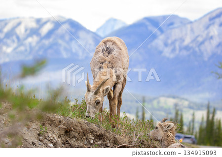 Young bighorn is grazing on green grass in the mountains in spring. 134915093