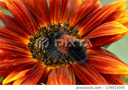 Woolly bear caterpillar is sitting on a red sunflower in autumn. Woolly bear caterpillar is sitting on a red sunflower in autumn. 134915095