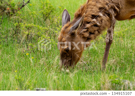 Wapiti elk doe in the green meadow in spring, grazing on grass. 134915107