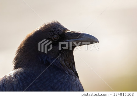 Head of a beautiful black raven in a sunny day, side view. Head of a beautiful black raven in a sunny day, side view. 134915108