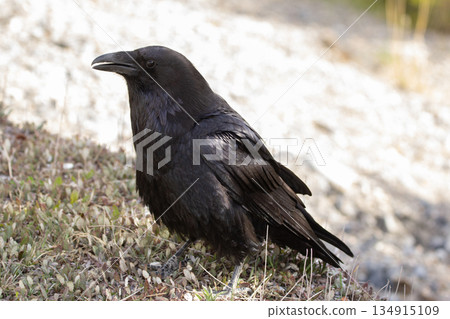 Raven is looking for food on the ground in grass in spring. Raven is looking for food on the ground in grass in spring. 134915109