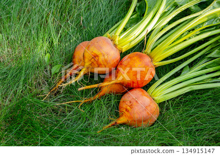 Bunch of harvested orange beets with foliage on the green grass. 134915147