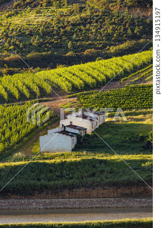 vineyard houses nestled on a hillside overlooking grape rows. Rural landscape vineyard houses nestled on a hillside overlooking grape rows. Rural landscape 134915197
