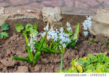 Beautiful flowers of Puschkinia scilloides (commonly known as striped squill or Lebanon squill) in garden at spring 134915251