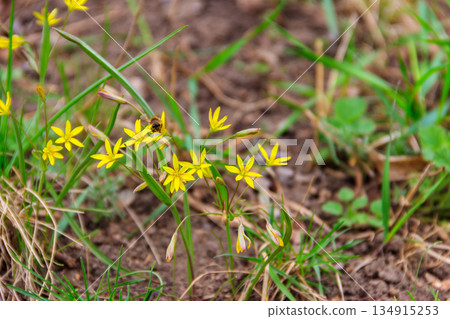 Yellow star-of-Bethlehem flowers (Gagea lutea) on a green meadow 134915253