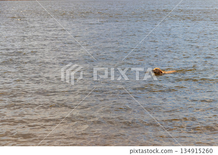 Cute labrador retriever puppy swimming in a river Cute labrador retriever puppy swimming in a river 134915260
