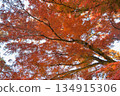 抬頭望著秋葉 134915306