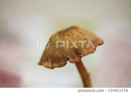 Ookitsunetake 134915376