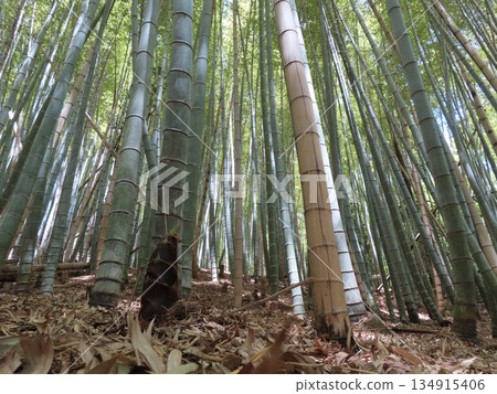 山裡的竹林和竹筍 134915406