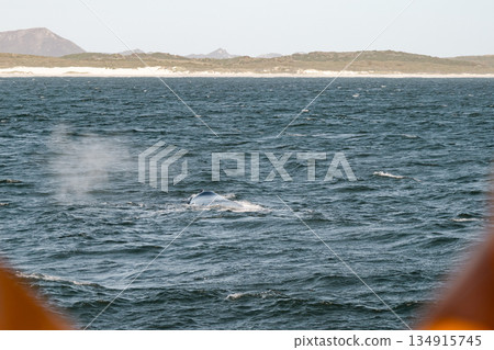 Whale spouting water from its blowhole in the ocean with a distant sandy shore 134915745