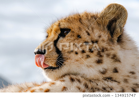 Close up portrait of cheetah cub licking its nose. Wildlife conservation Close up portrait of cheetah cub licking its nose. Wildlife conservation 134915747