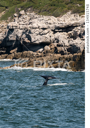 Whale tail emerging from ocean water near a rocky coastline. Marine animal 134915748