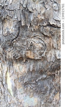 冬季公園裡一棵老懸鈴木的樹幹 134915781